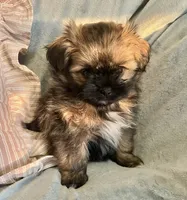 Mia, a female Pomeranian and Shih Tzu for sale in Sherwood, MI – 5 of 5