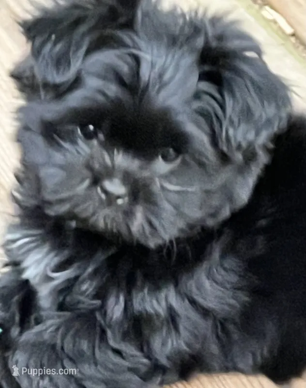 Mitzie – Pomeranian, Shih Tzu puppy for sale in Sherwood, MI
