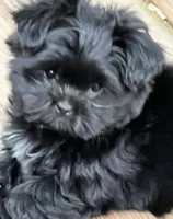 Tcup Mitzie, a female Pomeranian and Shih Tzu for sale in Sherwood, MI – 2 of 6