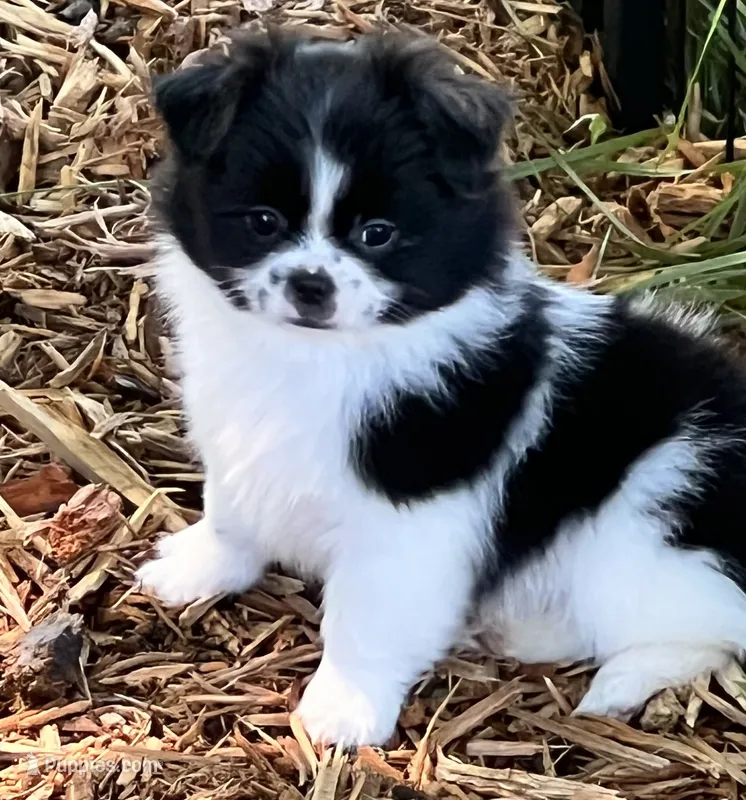 Milo – Pomeranian, Shih Tzu puppy for sale in Sherwood, MI