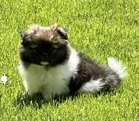 Barkley, a male Pekingese and Pomeranian for sale in Sherwood, MI – 3 of 6