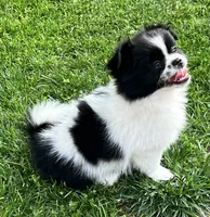 Tcup Oreo , a male Pomeranian and Shih Tzu for sale in Sherwood, MI – 2 of 3