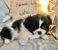 Milo, a male Pomeranian and Shih Tzu for sale in Sherwood, MI – 1 of 4