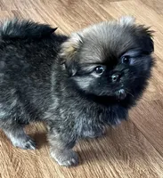 Gabby, a female Pekingese and Pomeranian for sale in Sherwood, MI – Photo 3 of 3