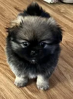 Gabby, a female Pekingese and Pomeranian for sale in Sherwood, MI – Photo 2 of 3