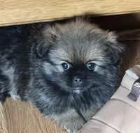 Gabby, a female Pekingese and Pomeranian for sale in Sherwood, MI – Photo 1 of 3