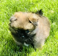 Bentley, a male Pekingese and Pomeranian for sale in Sherwood, MI – 5 of 6