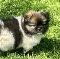 Barkley, a male Pekingese and Pomeranian for sale in Sherwood, MI – 5 of 6