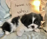 Milo, a male Pomeranian and Shih Tzu for sale in Sherwood, MI – 2 of 4