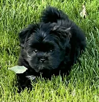 Tcup Mitzie, a female Pomeranian and Shih Tzu for sale in Sherwood, MI – 6 of 6