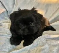 Mitzie, a female Pomeranian and Shih Tzu for sale in Sherwood, MI – 1 of 3