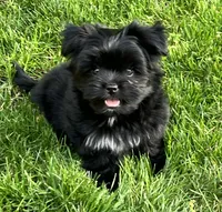 Daisy , a female Pomeranian and Shih Tzu for sale in Sherwood, MI – 2 of 4