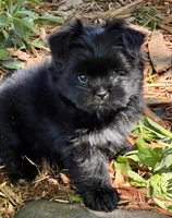 Tcup Mitzie, a female Pomeranian and Shih Tzu for sale in Sherwood, MI – 5 of 6