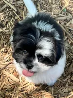 Bentley, a male Pomeranian and Shih Tzu for sale in Sherwood, MI – 7 of 7