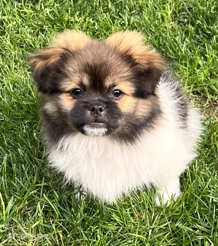 Benji – Pekingese, Pomeranian puppy for sale in Sherwood, MI