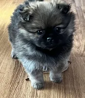 Ivy, a female Pekingese and Pomeranian for sale in Sherwood, MI – Photo 2 of 3