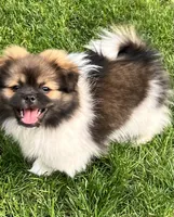 Benji, a male Pekingese and Pomeranian for sale in Sherwood, MI – 3 of 5
