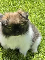 Barkley, a male Pekingese and Pomeranian for sale in Sherwood, MI – 2 of 6
