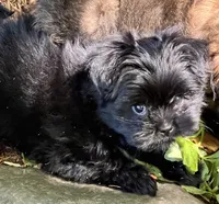 Tcup Mitzie, a female Pomeranian and Shih Tzu for sale in Sherwood, MI – 3 of 6