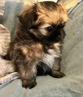 Mia, a female Pomeranian and Shih Tzu for sale in Sherwood, MI – 2 of 5
