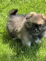 Bentley, a male Pekingese and Pomeranian for sale in Sherwood, MI – 3 of 6