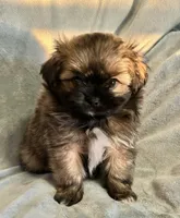 Mia, a female Pomeranian and Shih Tzu for sale in Sherwood, MI – 4 of 5