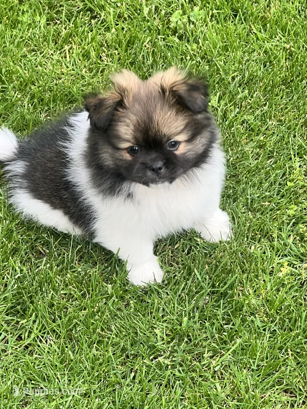 Barkley – Pekingese, Pomeranian puppy for sale in Sherwood, MI