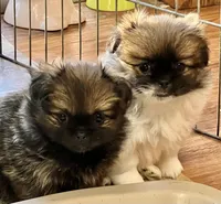 Daisy, a female Pekingese and Pomeranian for sale in Sherwood, MI – Photo 4 of 6