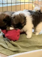 Daisy, a female Pekingese and Pomeranian for sale in Sherwood, MI – Photo 6 of 6