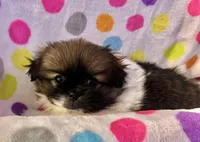 Daisy, a female Pekingese and Pomeranian for sale in Sherwood, MI – Photo 2 of 6