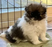 Daisy, a female Pekingese and Pomeranian for sale in Sherwood, MI – Photo 3 of 6