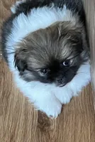 Daisy, a female Pekingese and Pomeranian for sale in Sherwood, MI – Photo 5 of 6