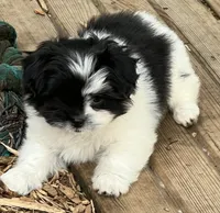 Tiny Bolt, a male Pomeranian and Shih Tzu for sale in Sherwood, MI – 2 of 4