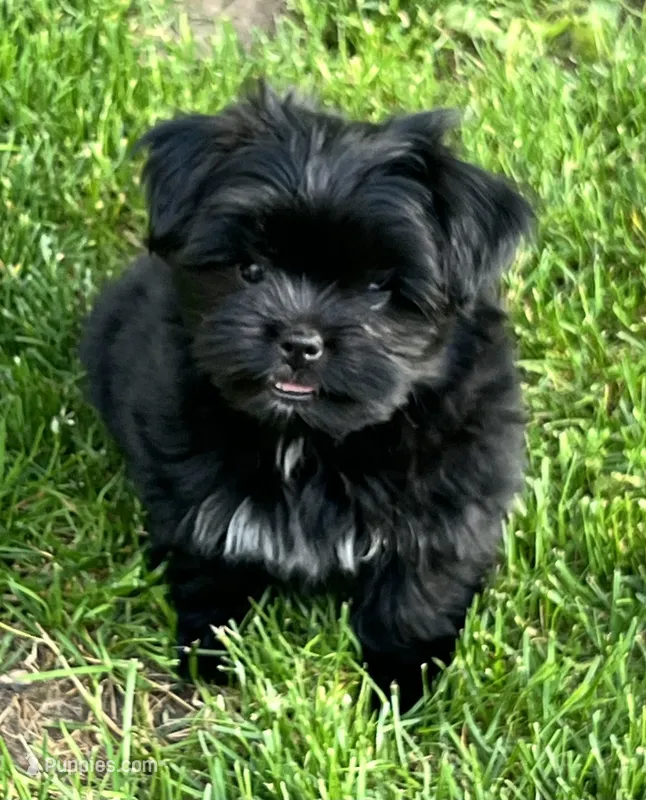 Daisy  – Pomeranian, Shih Tzu puppy for sale in Sherwood, MI