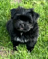 Daisy , a female Pomeranian and Shih Tzu for sale in Sherwood, MI – 1 of 4