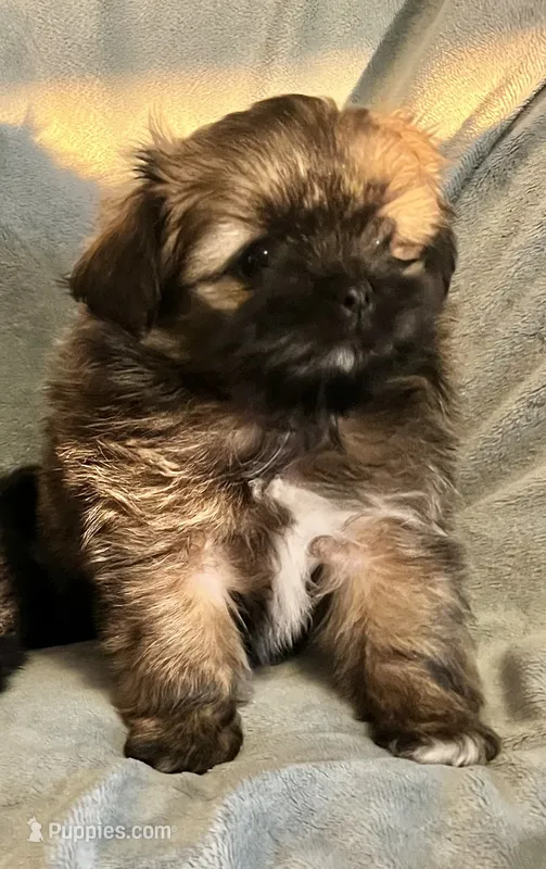 Mia – Pomeranian, Shih Tzu puppy for sale in Sherwood, MI