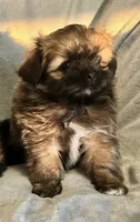 Mia, a female Pomeranian and Shih Tzu for sale in Sherwood, MI – 1 of 5