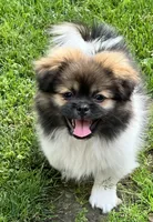 Benji, a male Pekingese and Pomeranian for sale in Sherwood, MI – 4 of 5