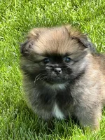 Bentley, a male Pekingese and Pomeranian for sale in Sherwood, MI – 2 of 6