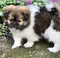 Benji, a male Pekingese and Pomeranian for sale in Sherwood, MI – 5 of 5