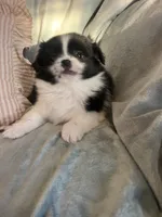 Milo, a male Pomeranian and Shih Tzu for sale in Sherwood, MI – 4 of 4