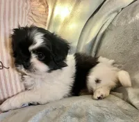 Bolt, a male Pomeranian and Shih Tzu for sale in Sherwood, MI – 2 of 5