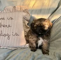Mia, a female Pomeranian and Shih Tzu for sale in Sherwood, MI – 3 of 5