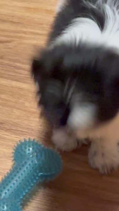 Benji, a male Pomeranian and Shih Tzu for sale in Sherwood, MI – 10 of 10