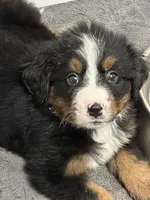 Stella, a female Bernese Mountain Dog for sale in Kevil, KY – 8 of 8