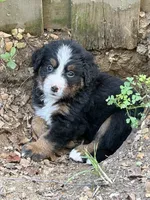 Stella, a female Bernese Mountain Dog for sale in Kevil, KY – 7 of 8