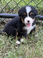 Copper, a male Bernese Mountain Dog for sale in Kevil, KY – 6 of 8