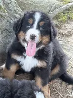 Stella, a female Bernese Mountain Dog for sale in Kevil, KY – 2 of 8