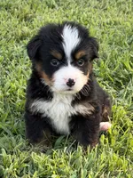 Copper, a male Bernese Mountain Dog for sale in Kevil, KY – 8 of 8