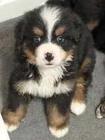 Copper, a male Bernese Mountain Dog for sale in Kevil, KY – 5 of 8